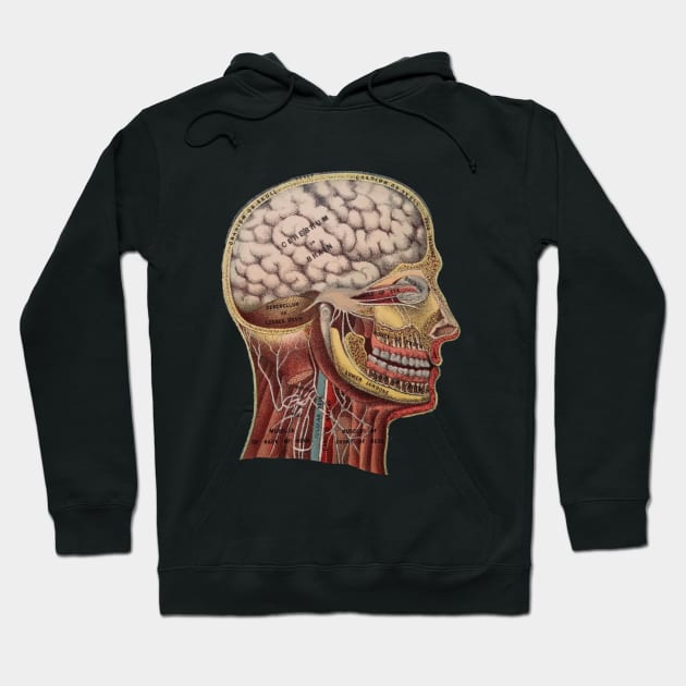 Vintage Human Head Anatomy Hoodie by missdebi27